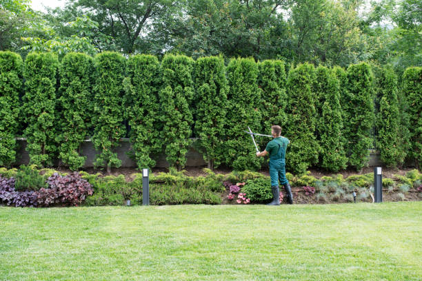 Professional Tree Services in Harleigh, PA